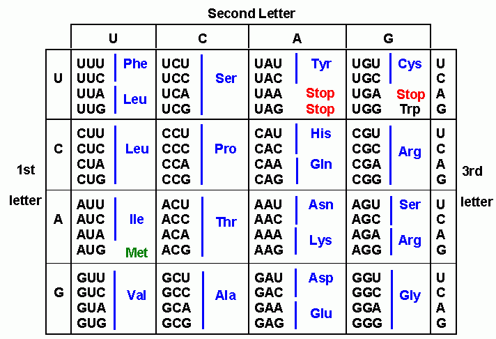 The three-nucleotide codon code (Furman University)