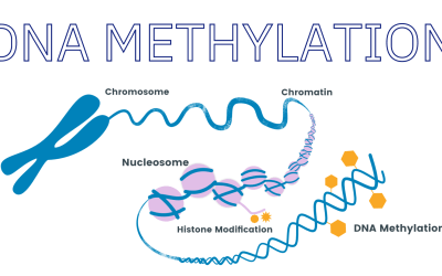 How do Changes in DNA Methylation Give Us Insight into Heart Disease?